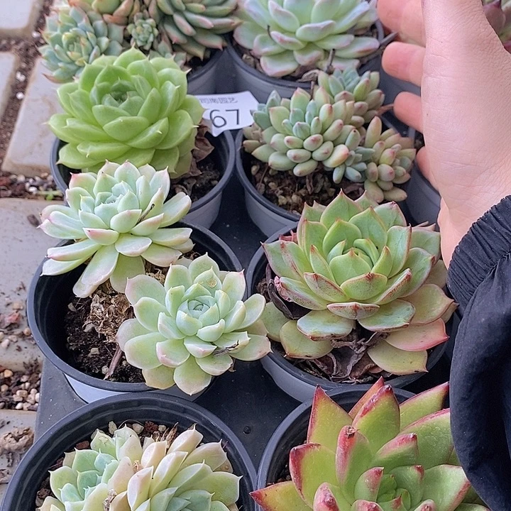 67 多肉植物盆栽花卉