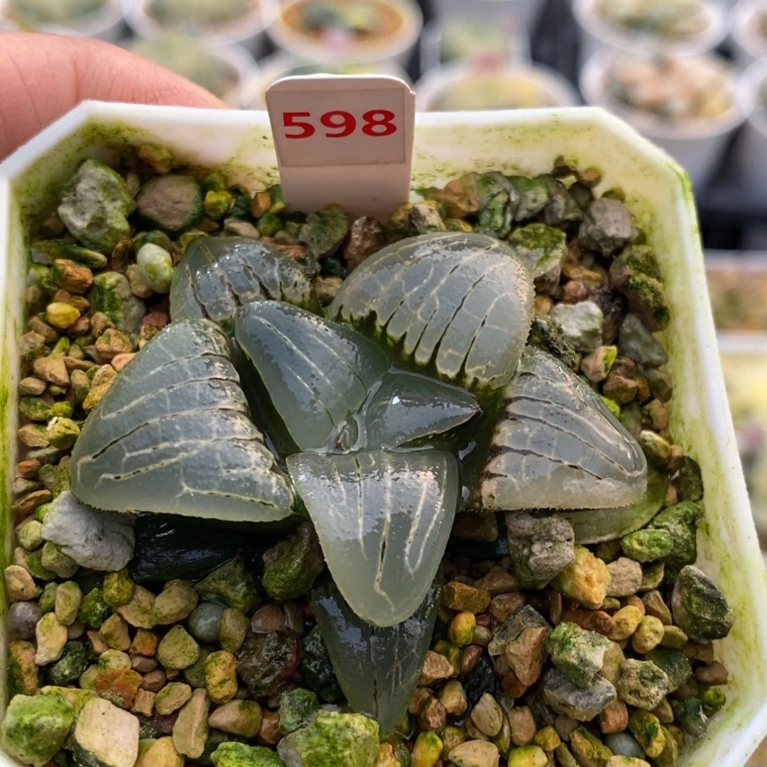 598号粉红甜心多肉