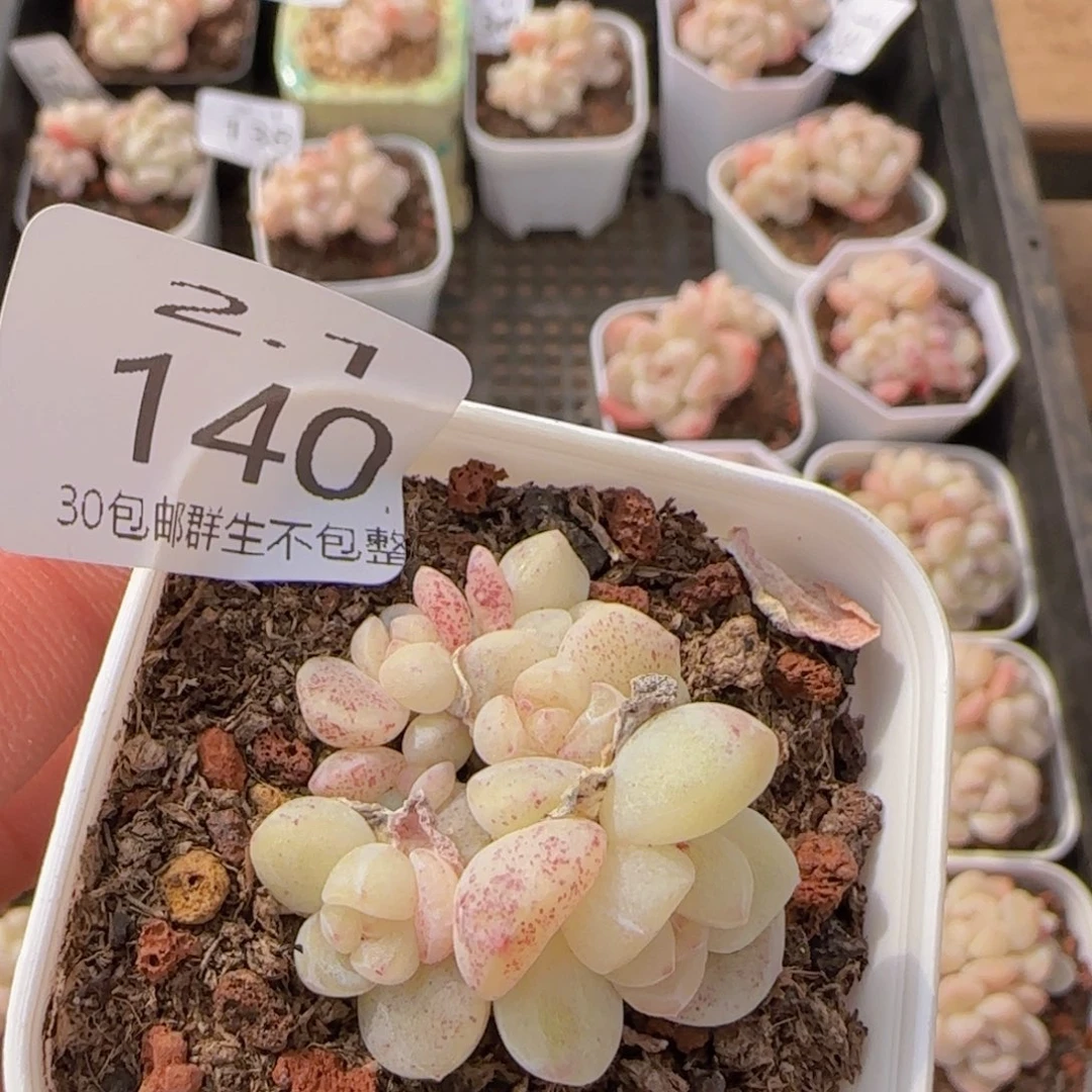 小脸白体冰玉六头冰玉