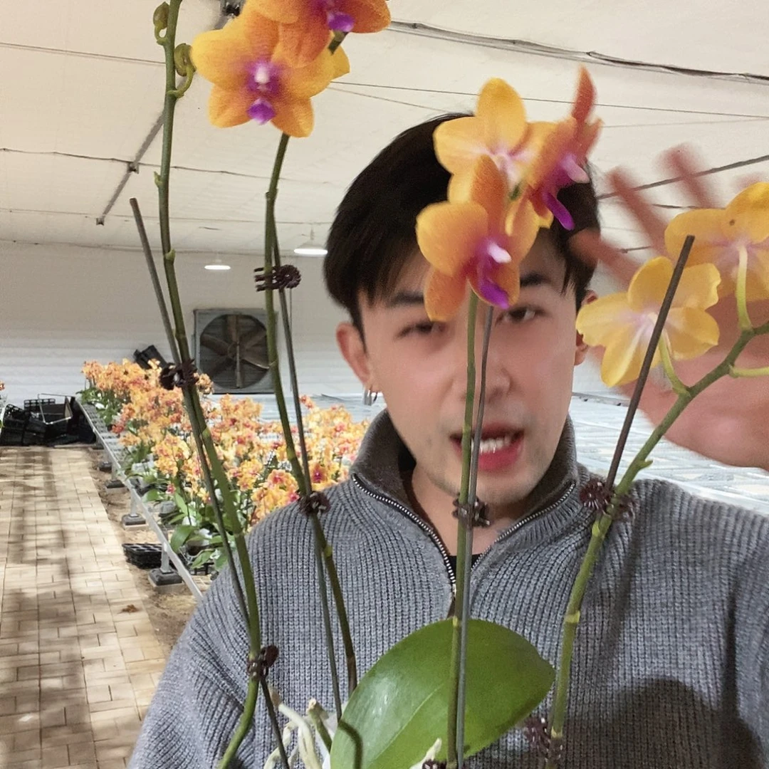 完全开放香恋博格丽两颗装双花剑