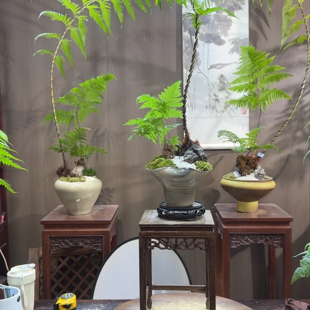 仙***具无花朵蕨类植物一物一拍