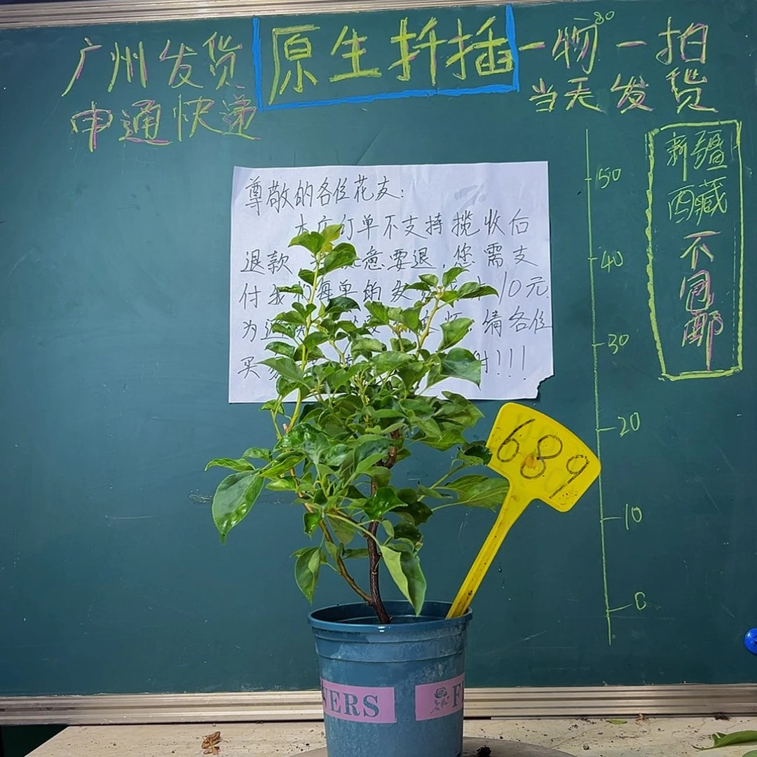 当前无花栽培后可以开花 蒙娜丽莎黄 689