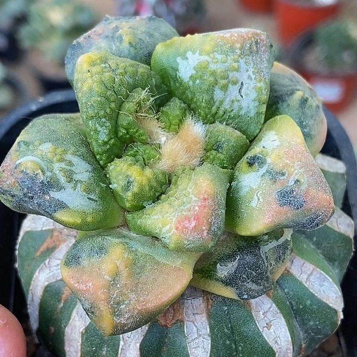 无花朵福利散斑大尤龟甲连山牡丹锦236