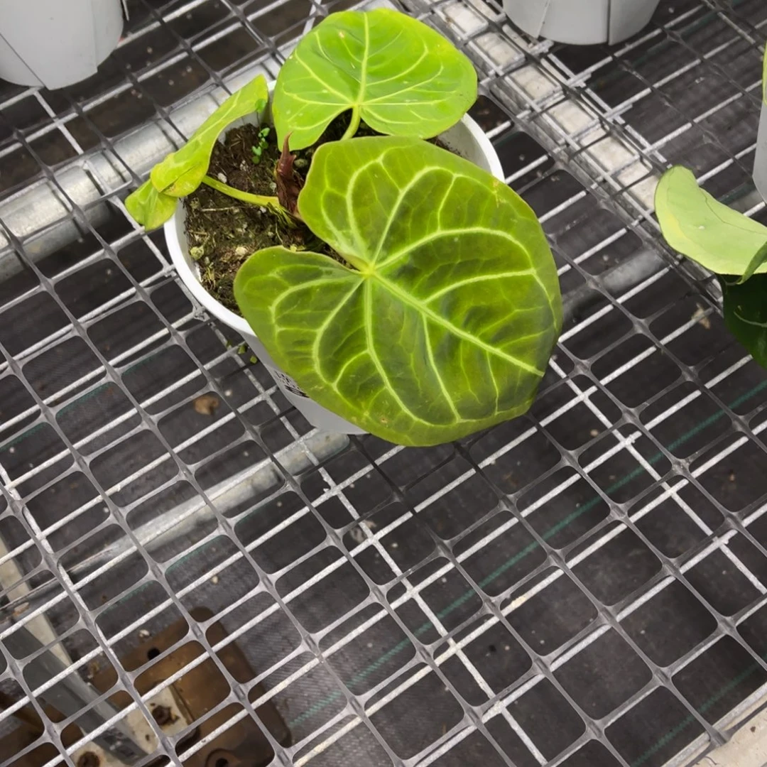 八***月无花朵            891花烛杂不包售后