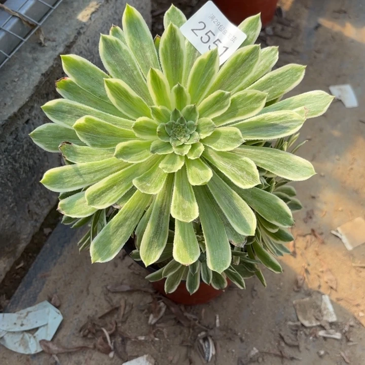 碧浪多肉法师2551