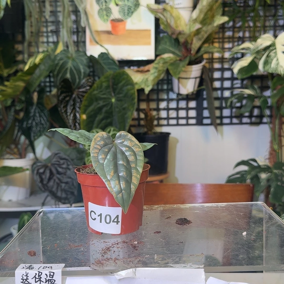 不开花植物C284籽播奢华