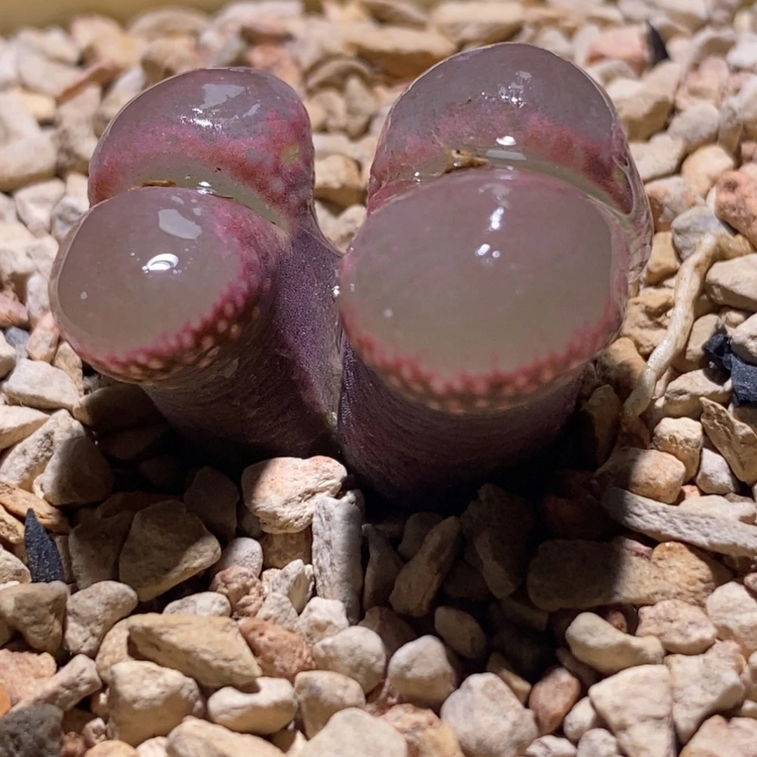 1802.1黑眼豆豆风铃仙仙粉