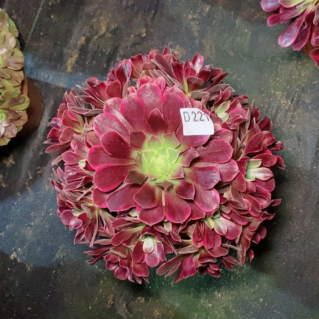 晓***拂金丝雀221多肉111111