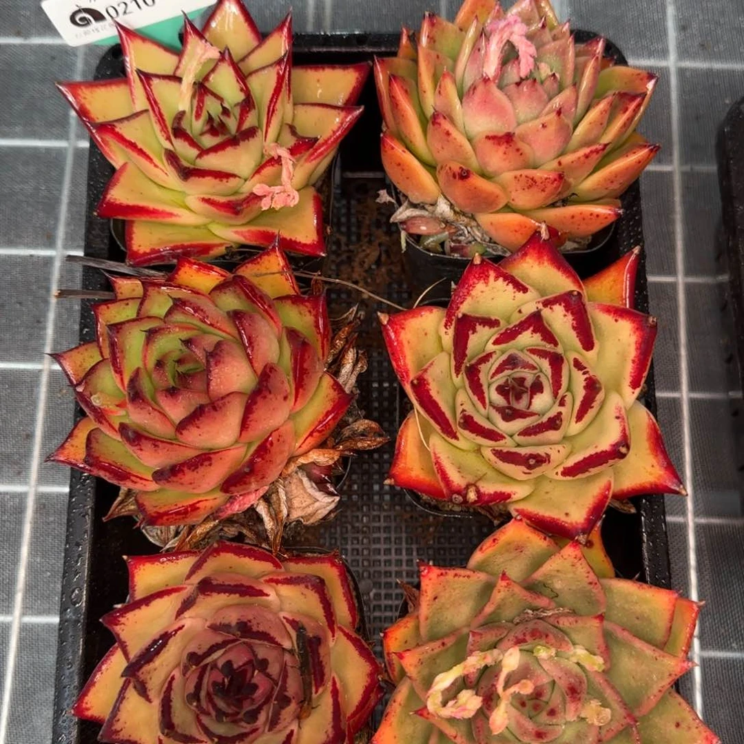 从前慢花园精选0210-19