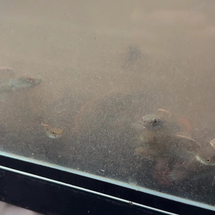 雷龙8号缸印尼鬼王。  7 8 9 公分。印尼超级顶货。