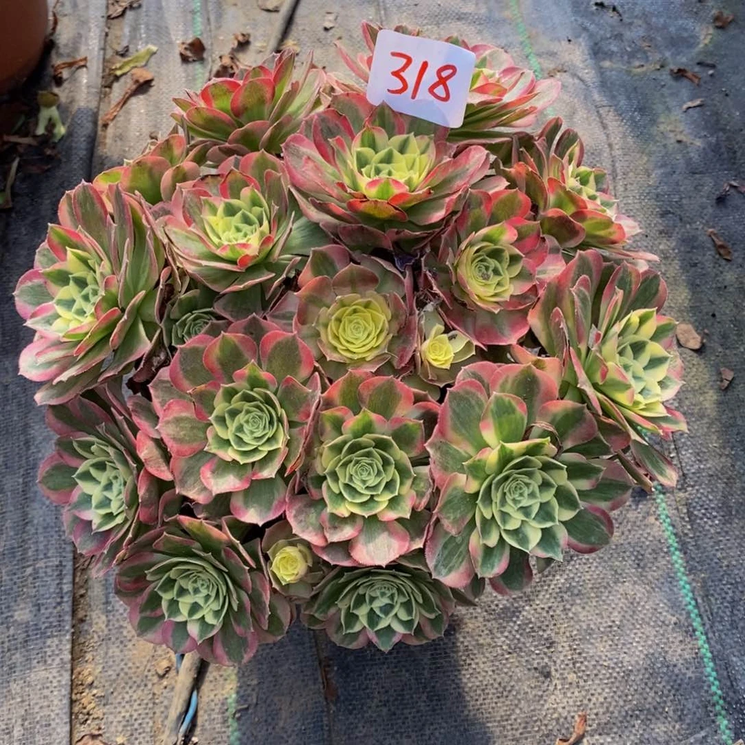 嗨318号玉滋法师多肉