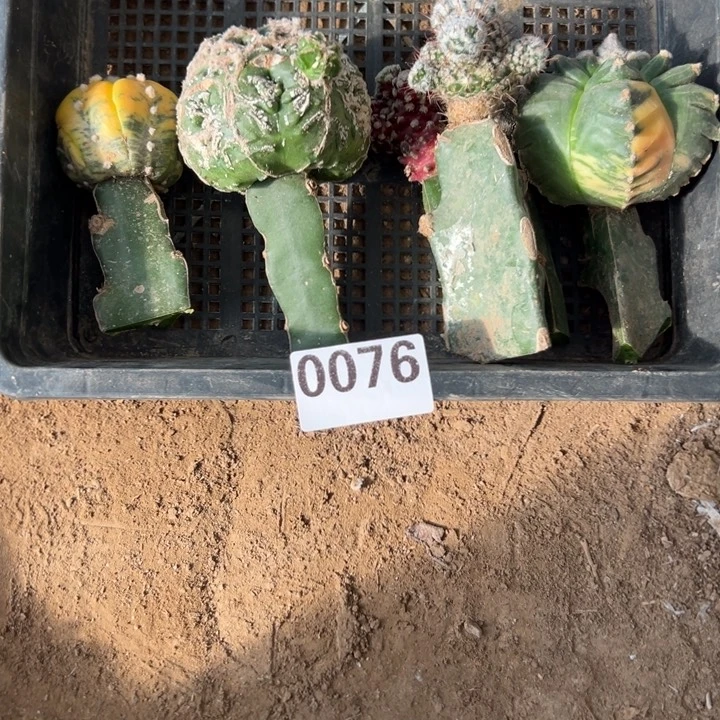 一筐仙人球076号