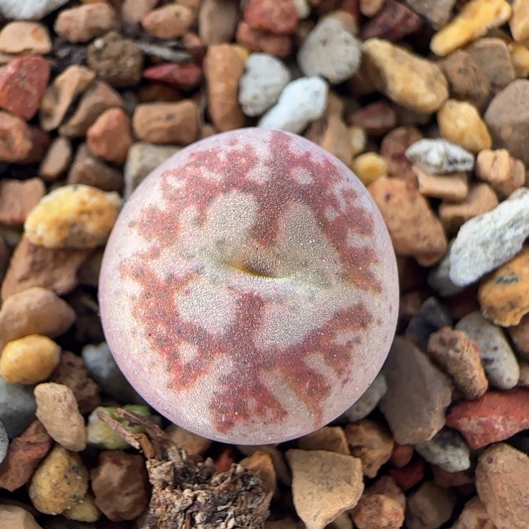 12-26-5-5当天满38包邮八重墨杂交1.2cm脱土