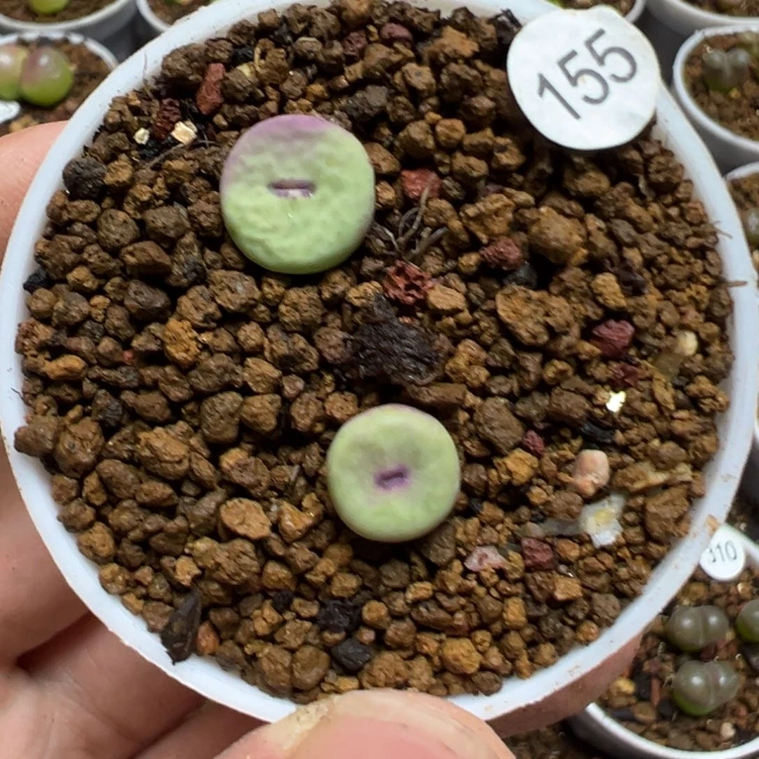 红嘴两颗脱土155