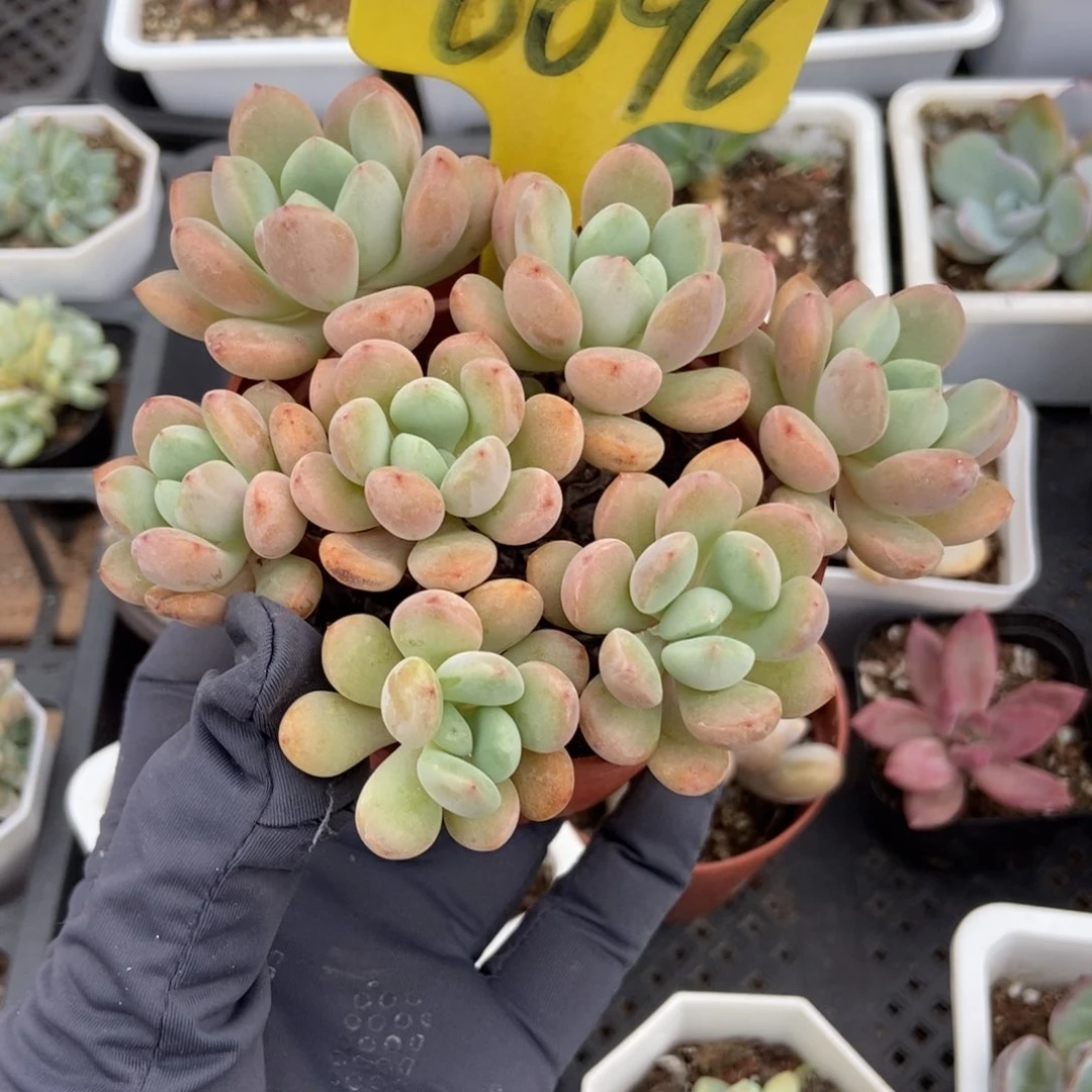 6096白鹭多肉植物保护