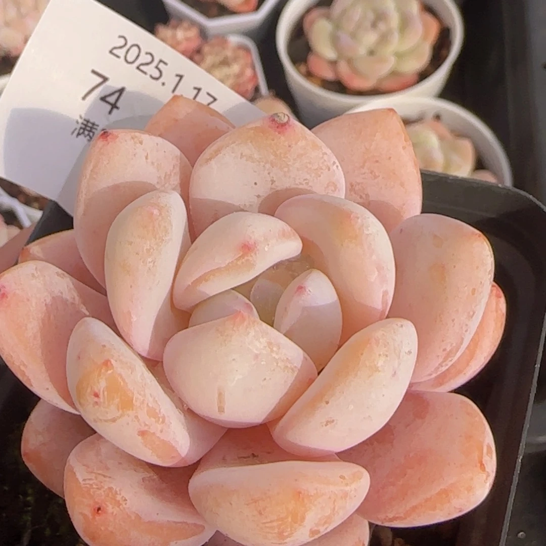 奶橙单头一颗脱土发货