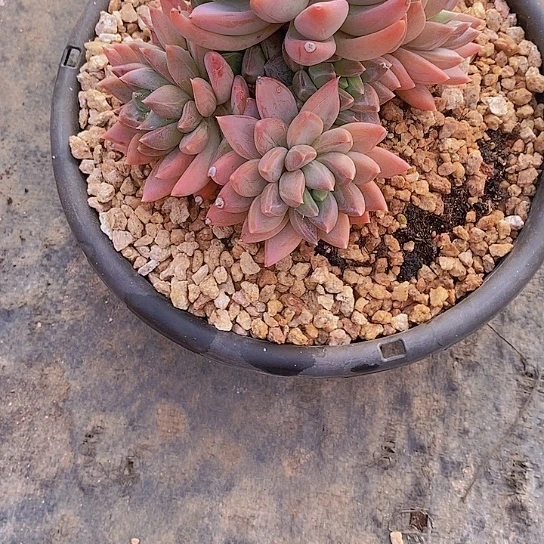 嵐*红蛋多肉植物