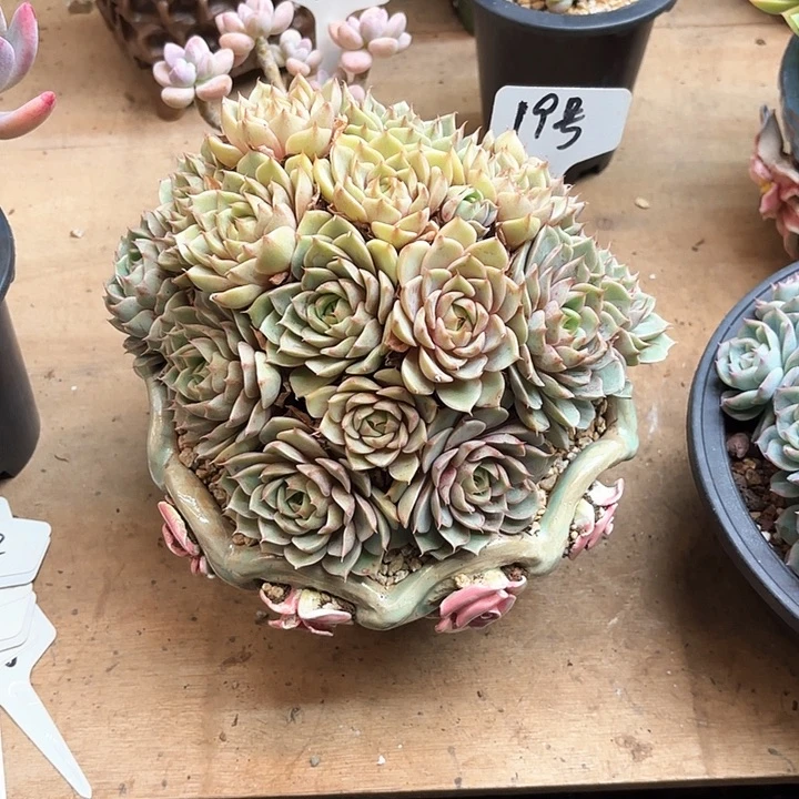 多肉植物，笨吧蒂斯19号