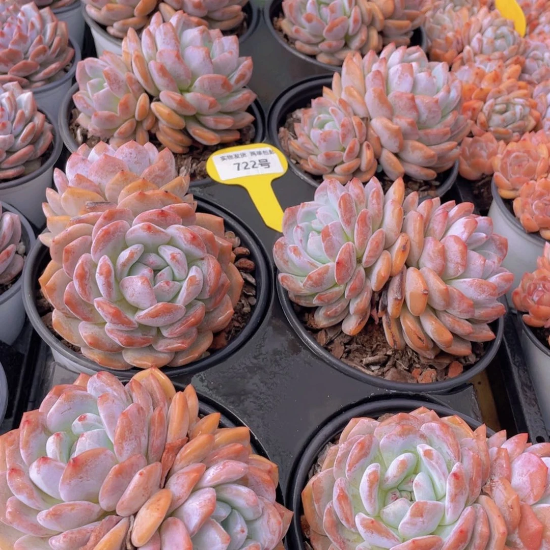 722号 韩版橙梦露母本大双头一个