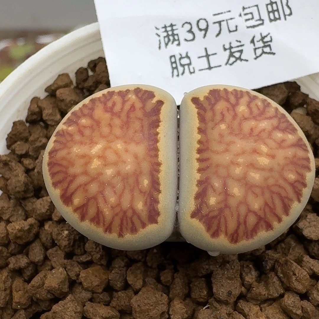 124多肉哈哈哈哈哈哈哈哈