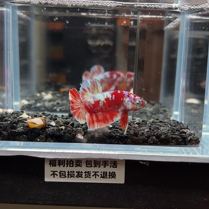 斗鱼竞拍跑单拉黑27号113
