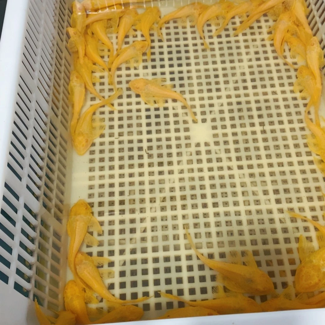 黑***25厘米，。…………………………