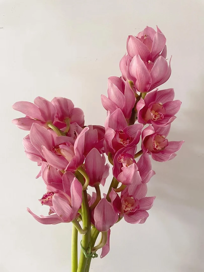 【英雄】4剑大花蕙兰 年宵花 花苞发货