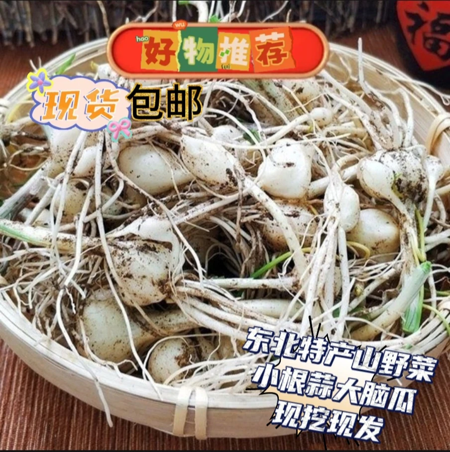 东北特产 小根蒜大脑瓜山野菜小根葱2斤起包邮