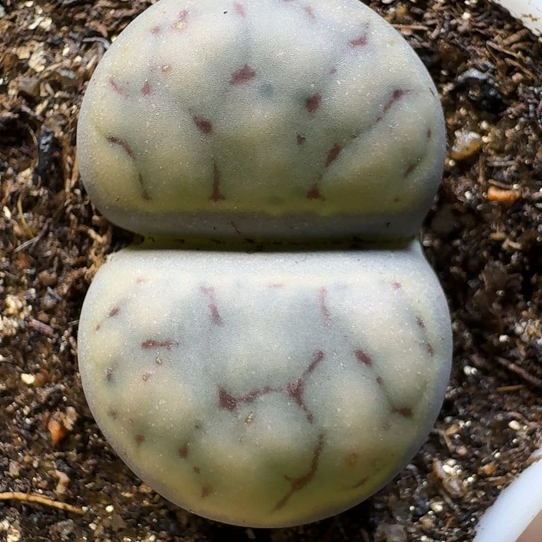 生石花111111。    237