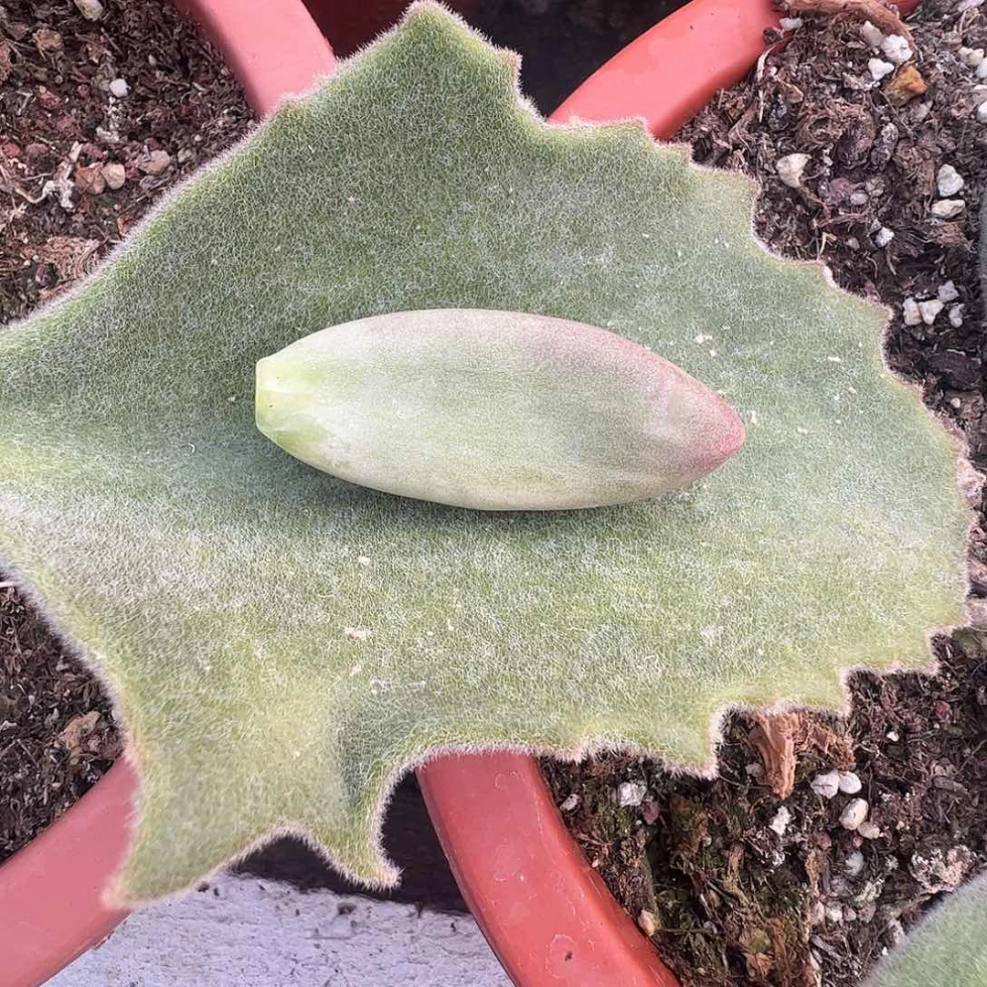 花***菜多肉植物多肉植物