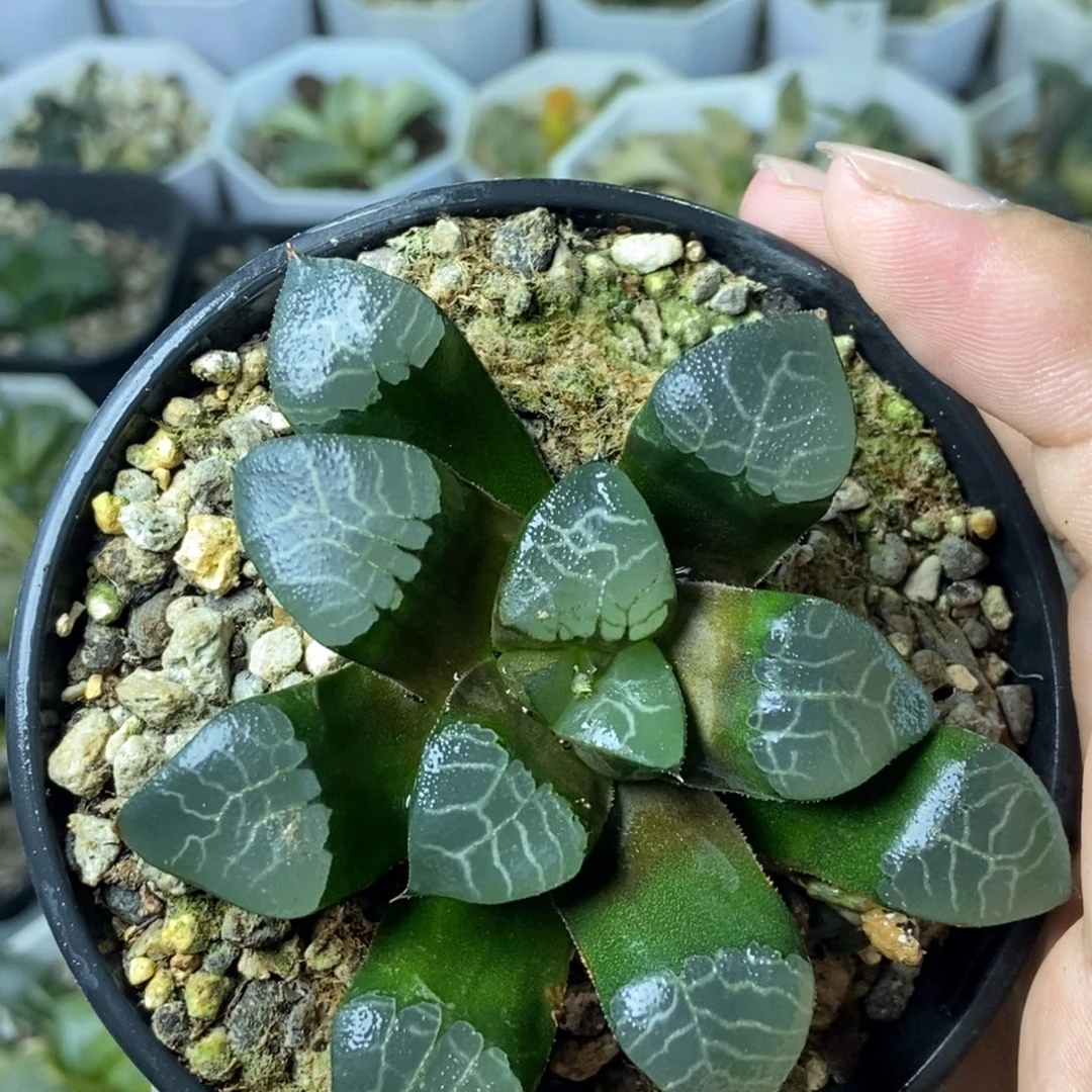 实生寿一物一拍的