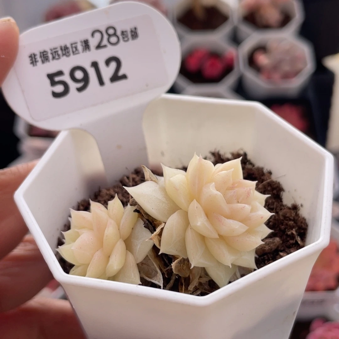 白天鹅5912-5.0厘米