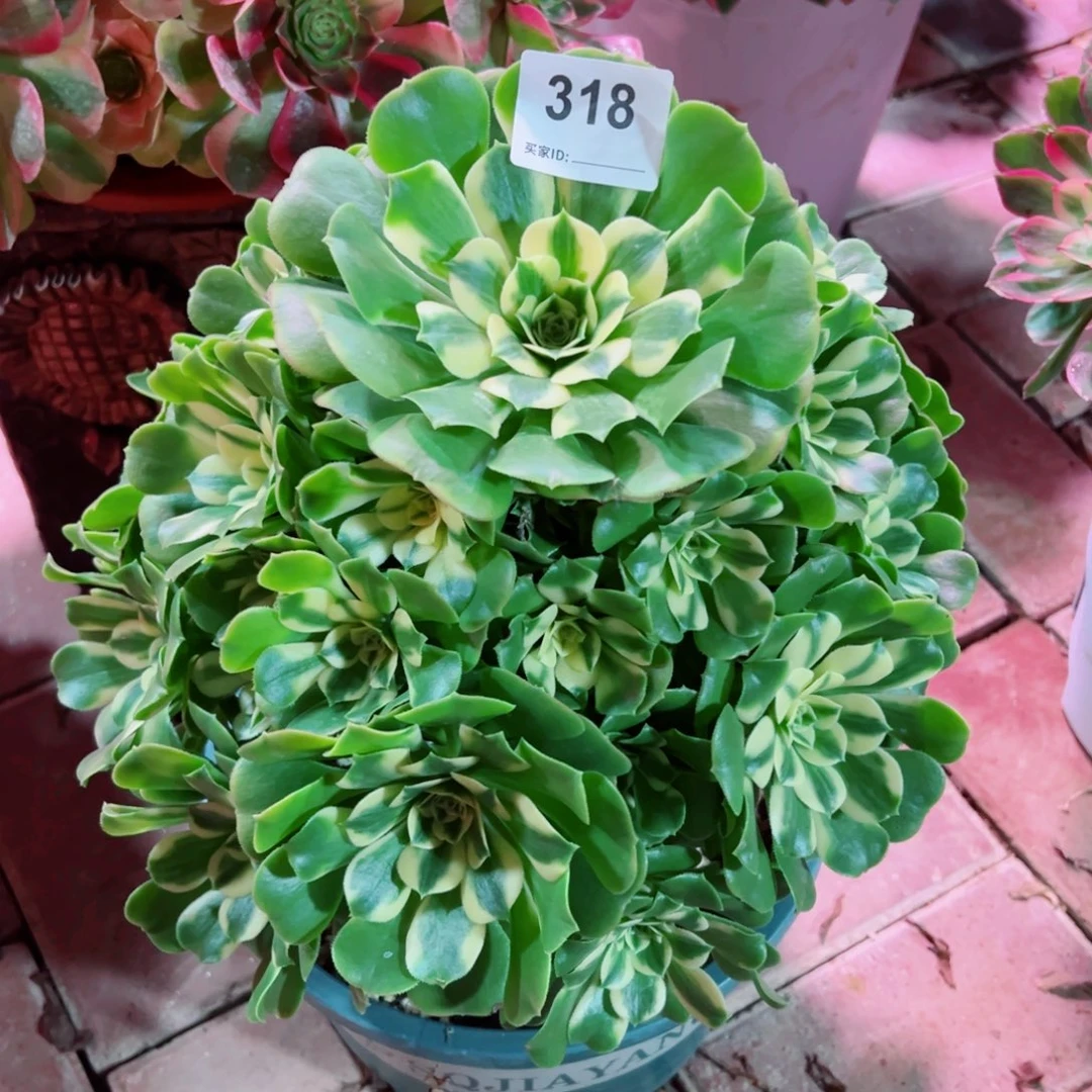 318希尼亚法师多肉