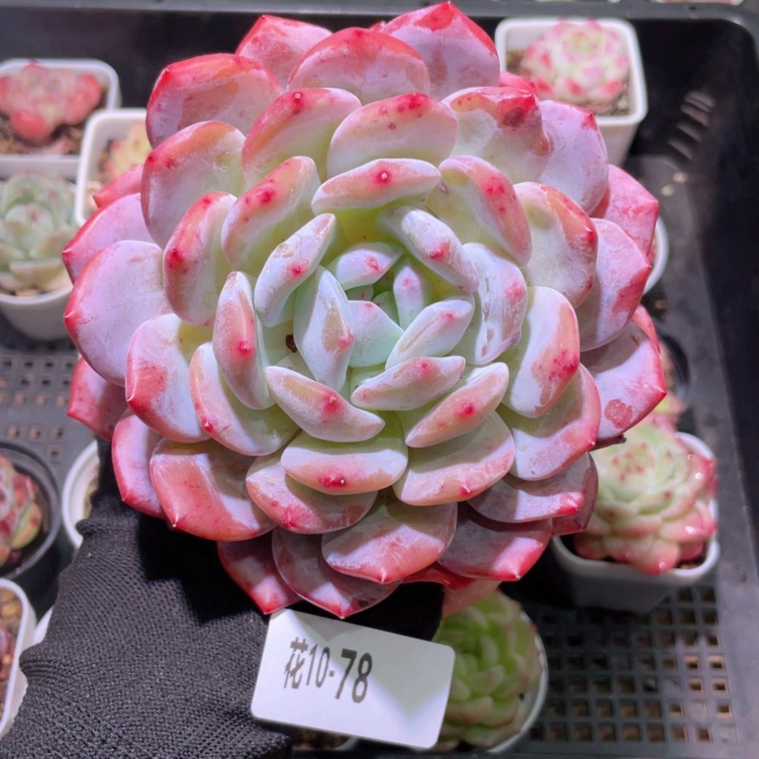 花利美10-78橙梦露