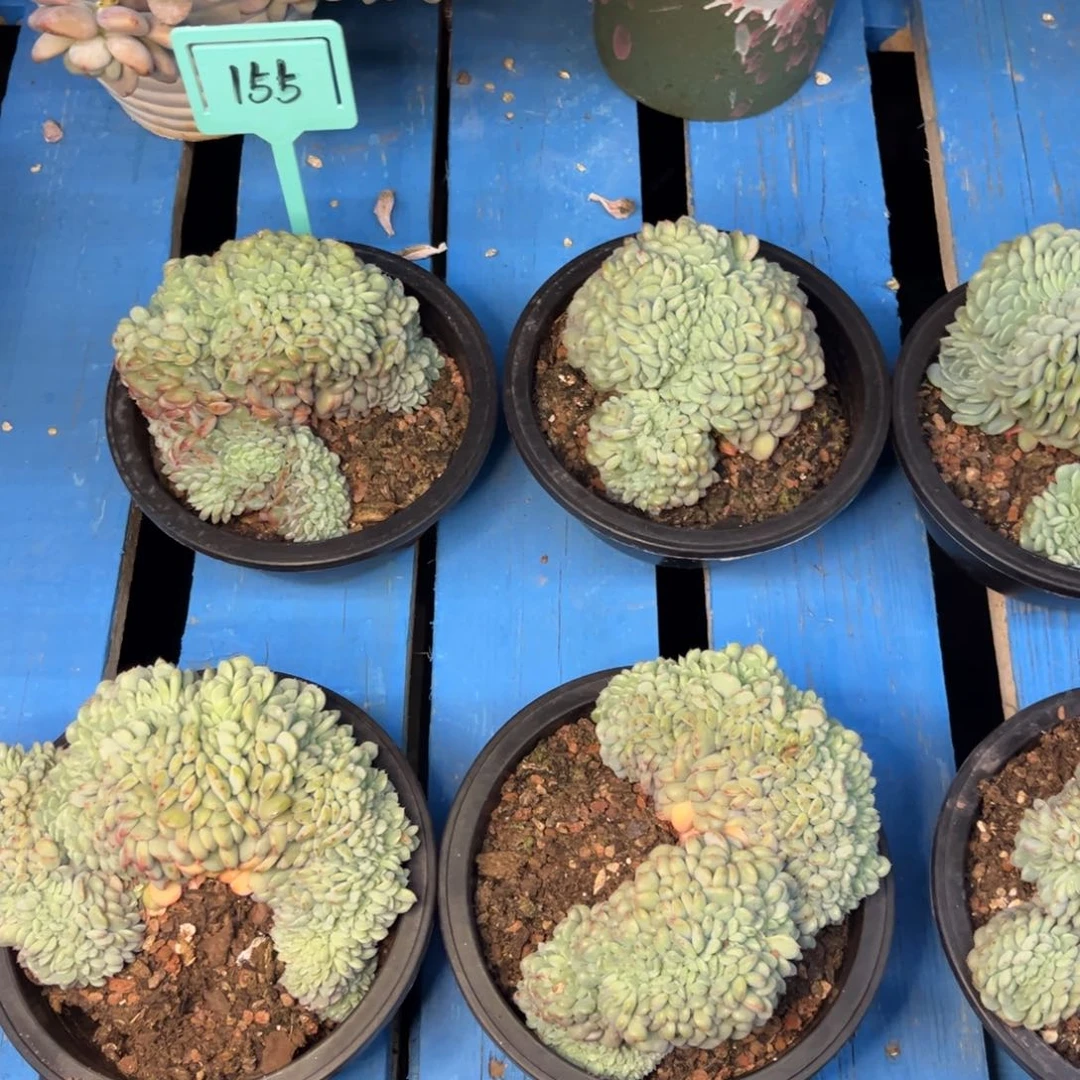 小雨多肉白胖子缀化