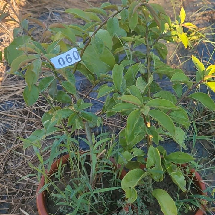 珠***子带根苗叶仙2棵060
