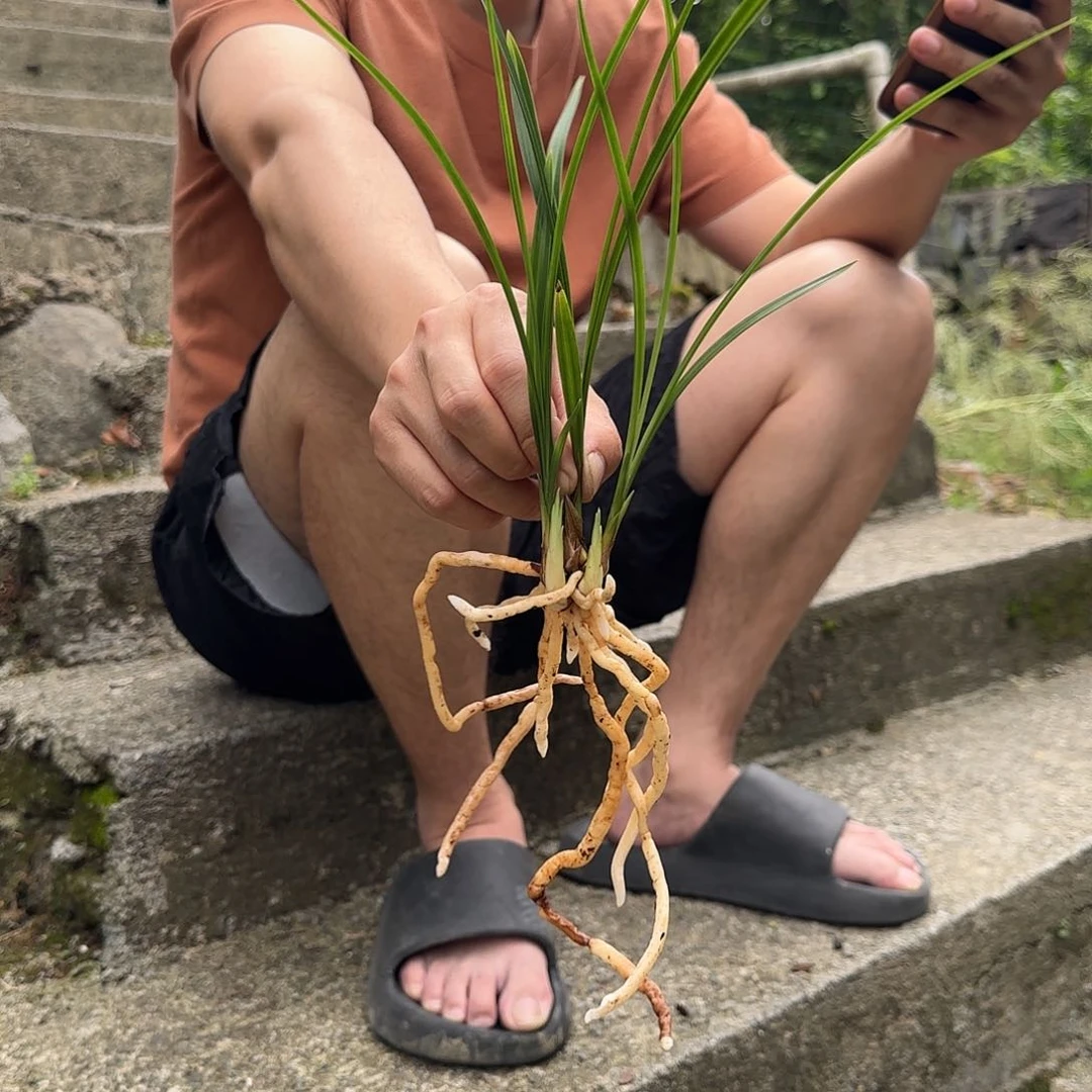 当前无花栽培后可以开花春兰红塔宝鼎三苗