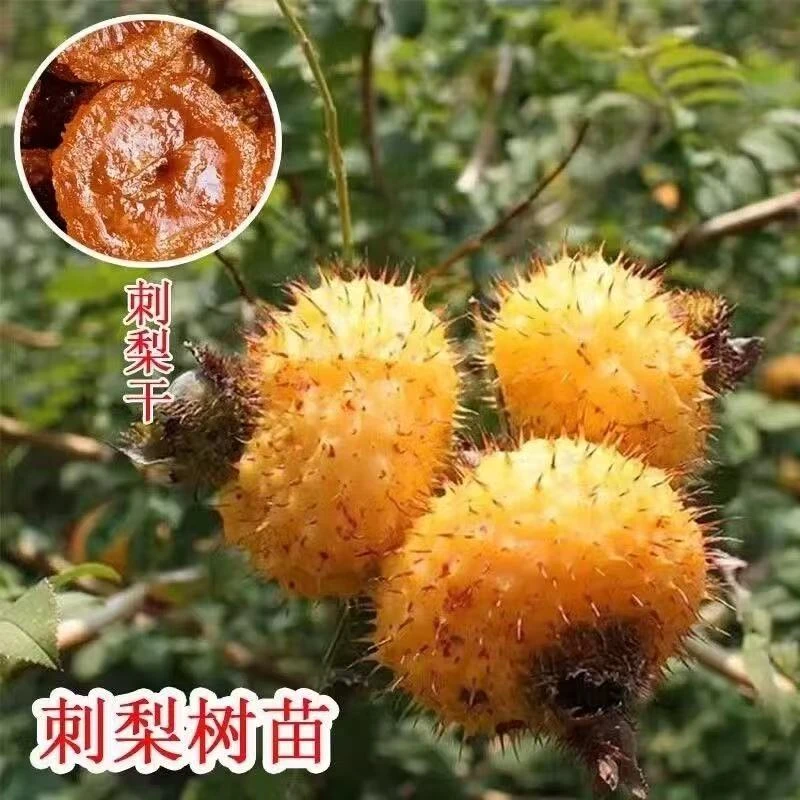 食用水果金刺梨苗无籽黄刺梨树苗果树苗盆栽带土发货包邮