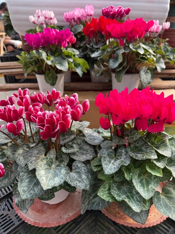 【梦幻酒红➕海棠红】仙客来带花带花苞发货室内盆栽