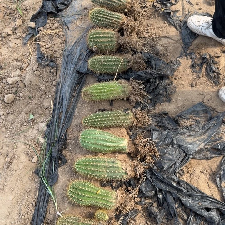 204新品毛花柱落地无木心斑一个