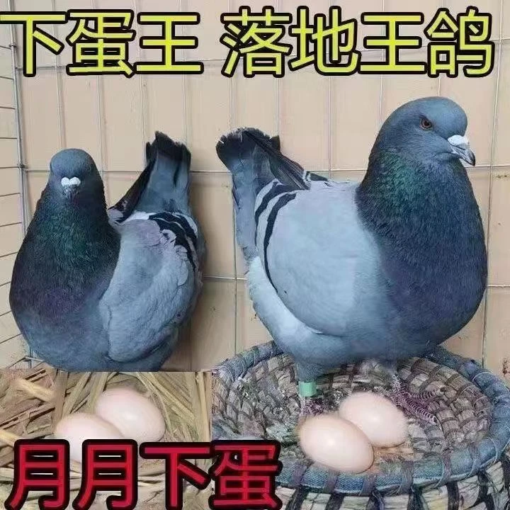 梦鸽子活体一对落地王鸽子纯种大体活体生鲜肉鸽信鸽青年鸽