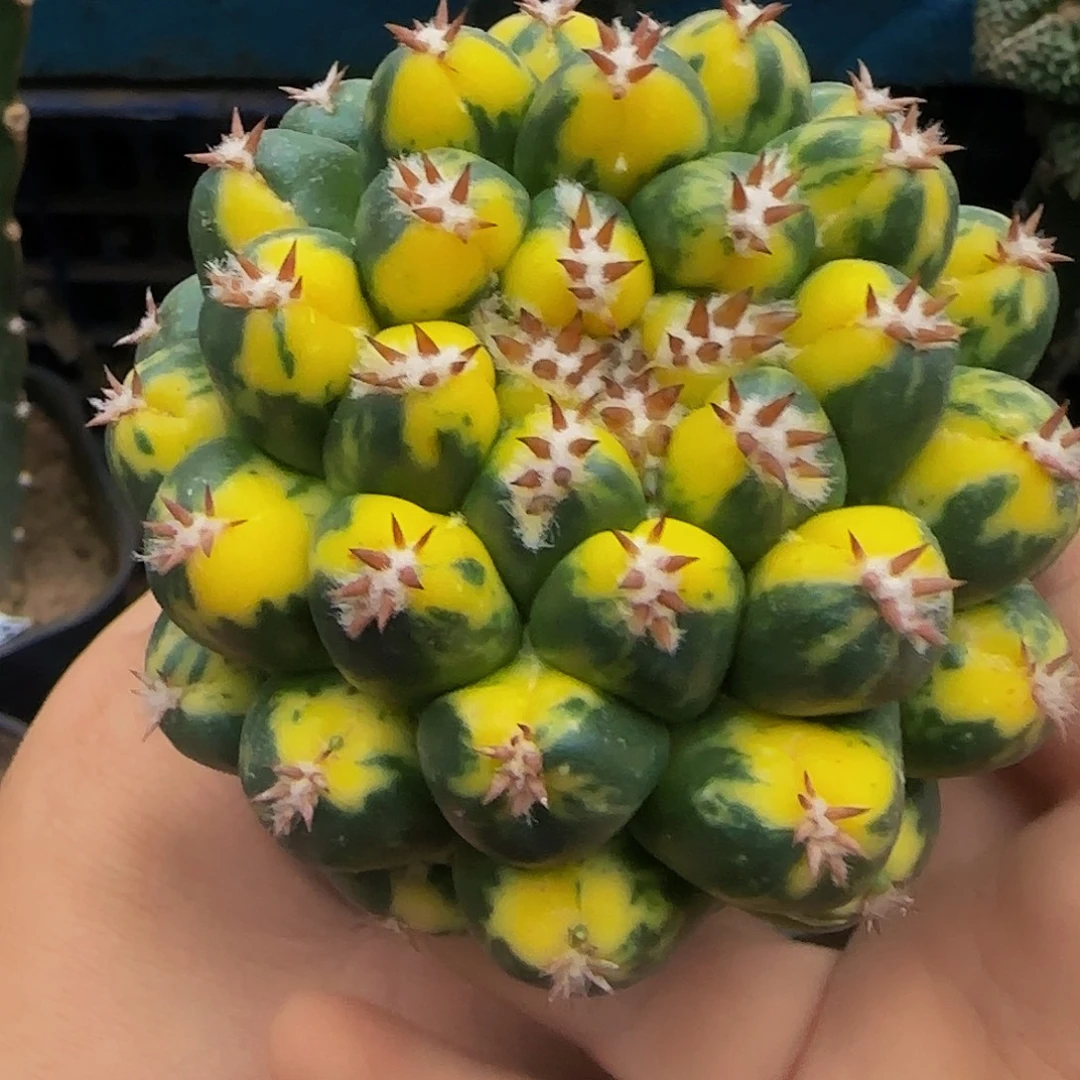 象牙锦661仙人球开花