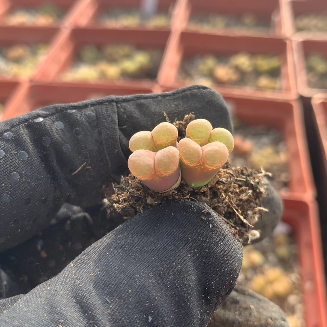 a754粉樱风铃母本