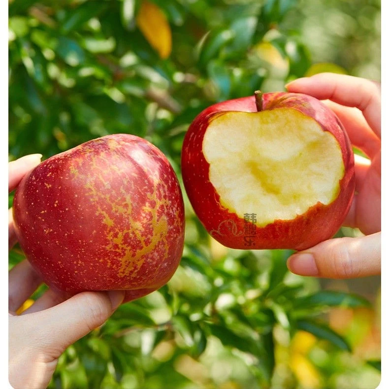 正宗云南昭通丑苹果脆甜新鲜水果