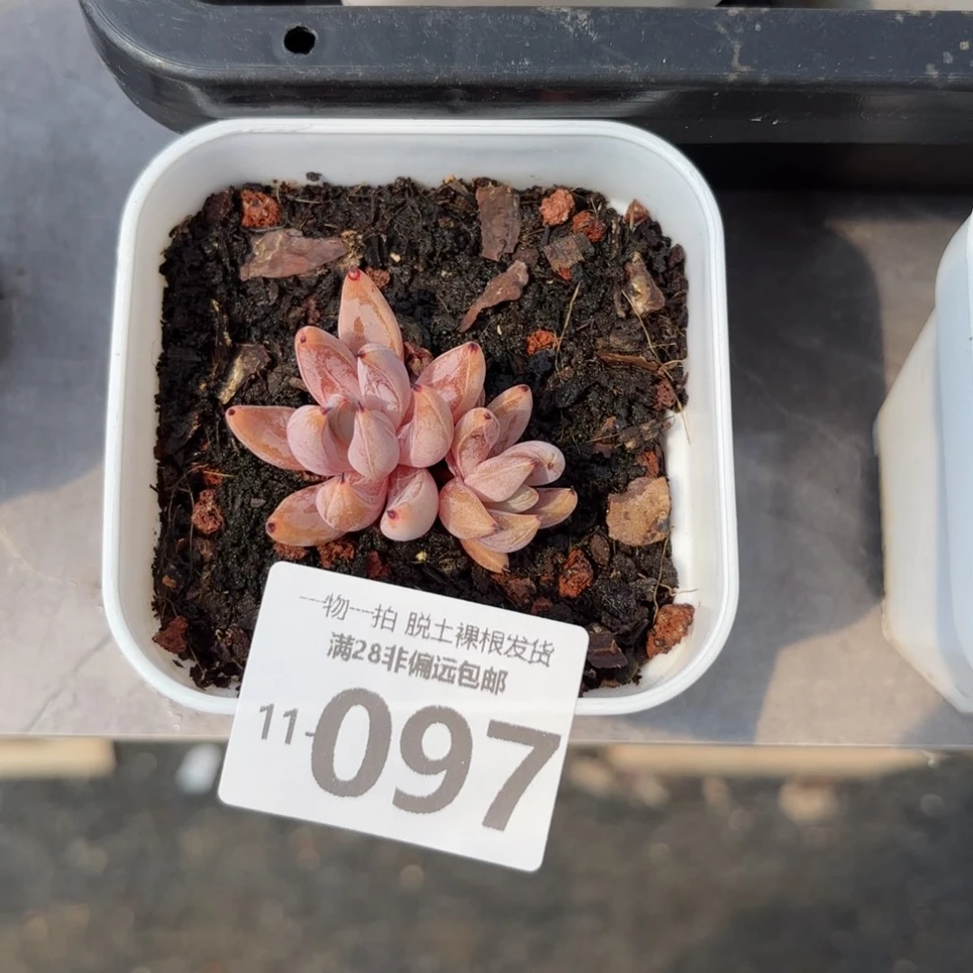 魔爪双头多肉多肉多肉