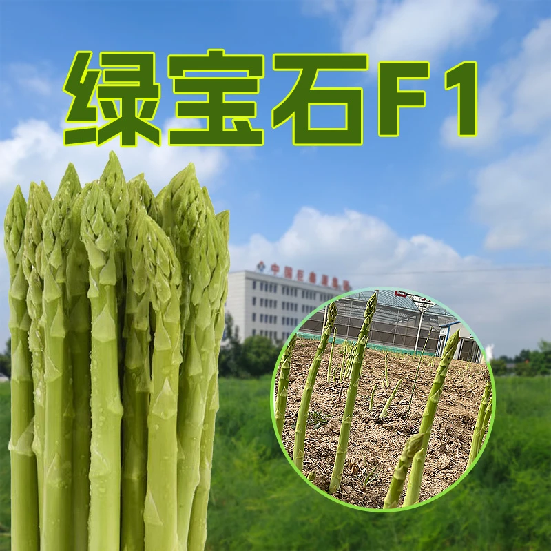 巨鑫源绿宝石 杂交一代芦笋苗 早熟全绿 高产抗病