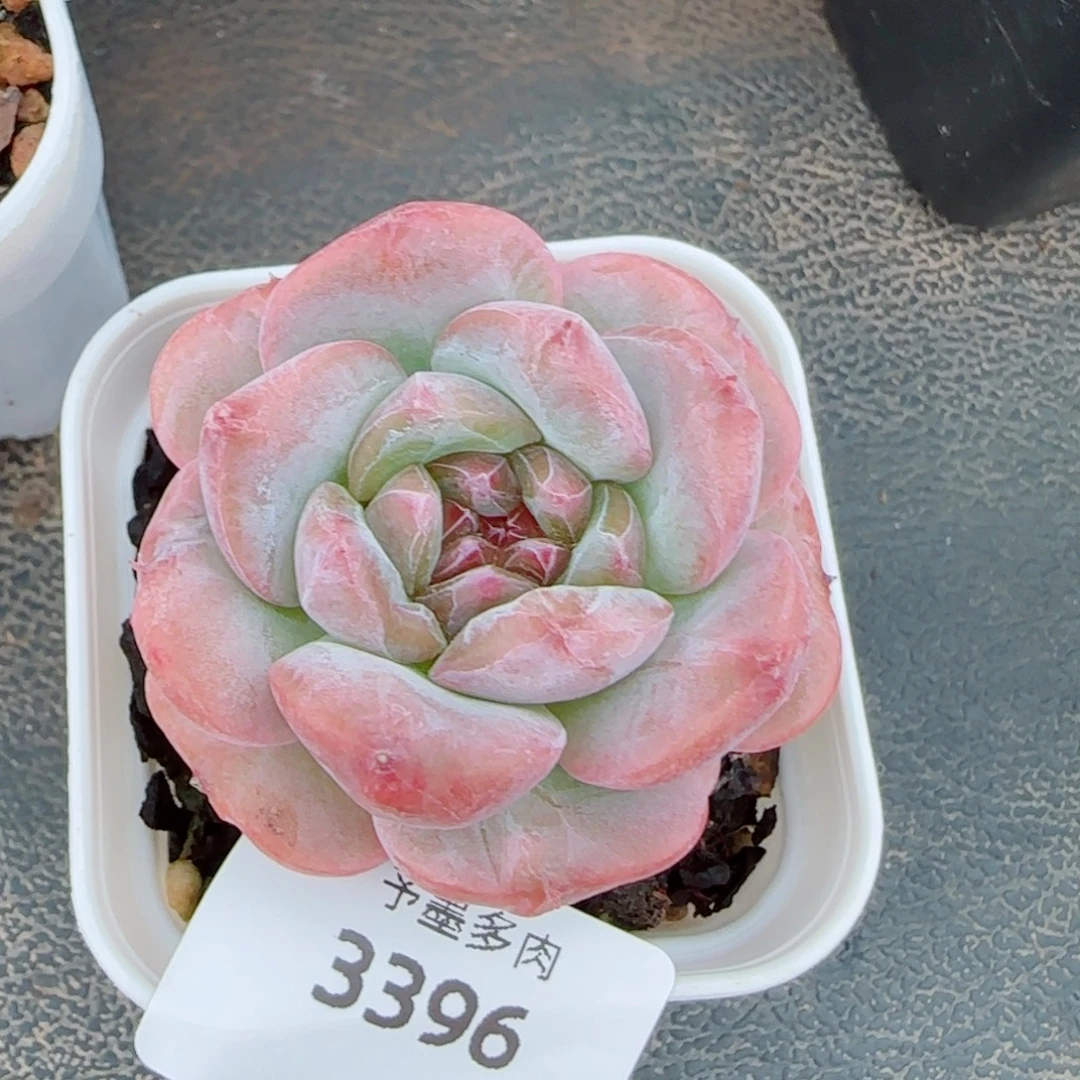 开播福利3396多肉植物