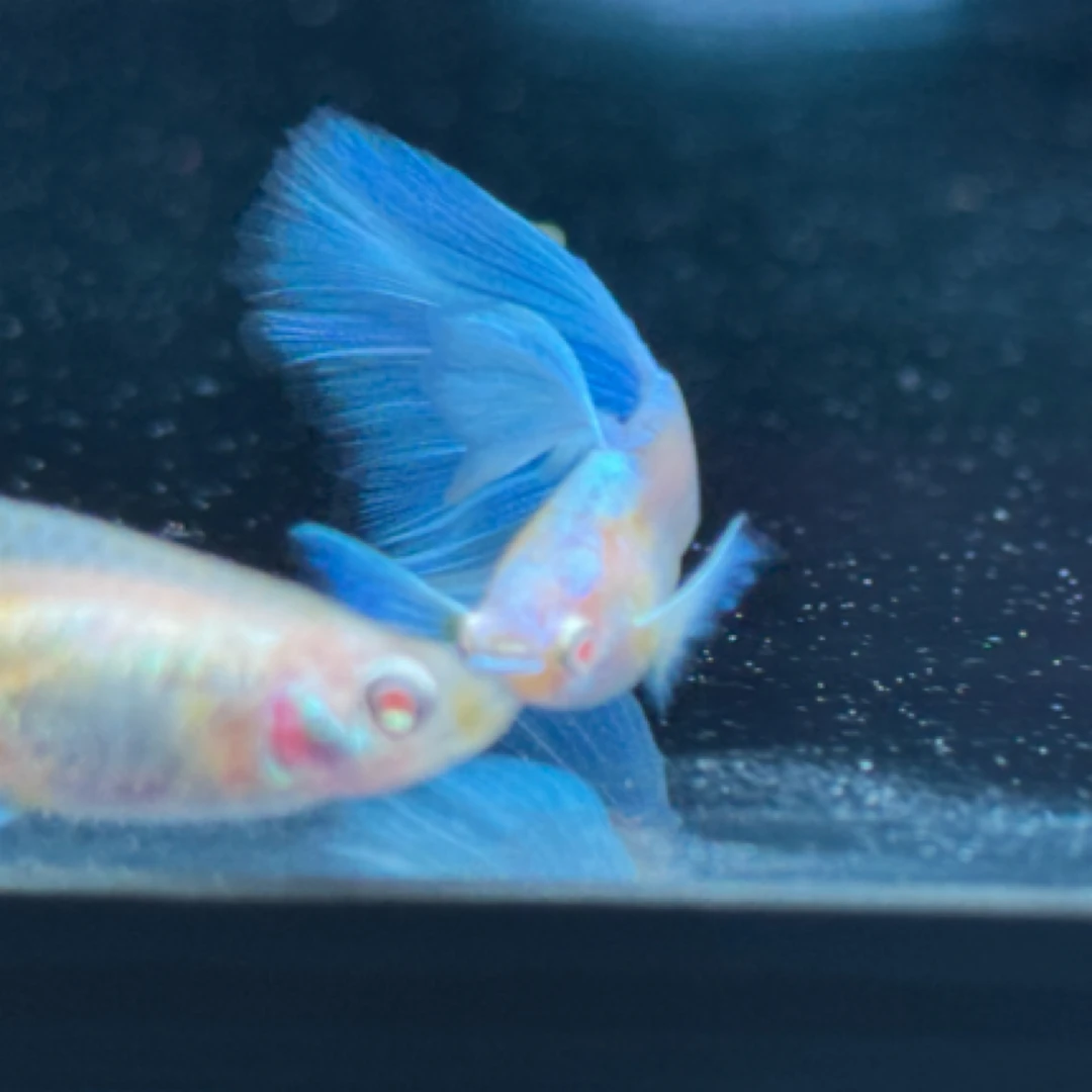 『蓝白飞船』精品孔雀鱼 跑红飞船欧翼 开箱视频包损 入缸不包