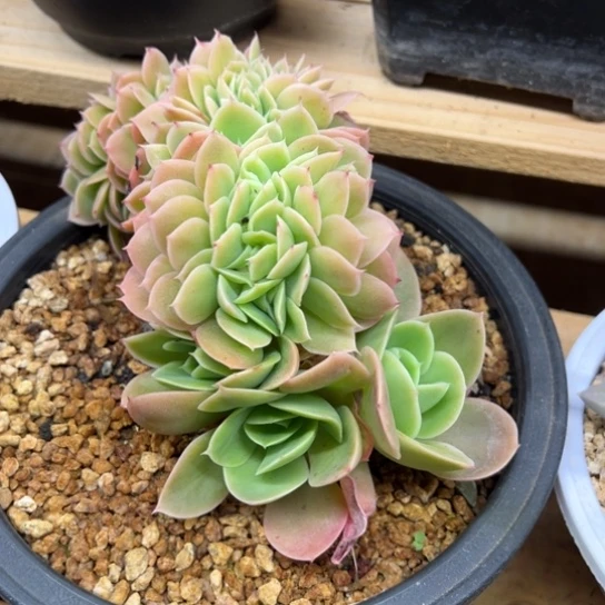 星娜塔 老桩 夏鸣园艺