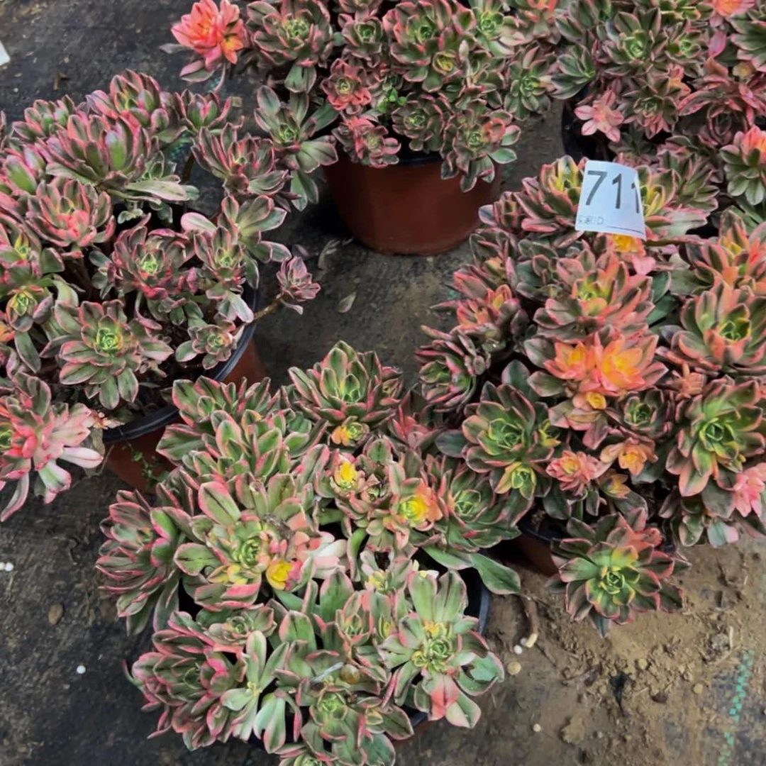 711甜茶多肉植物